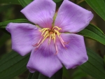 Tibouchina