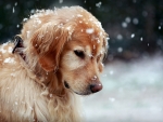 Winter Puppy