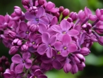 Purple Lilacs