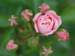 Pink Rose and Buds