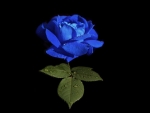 Always Beautiful Blue Rose