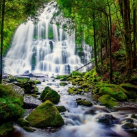 Forest waterfall