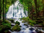 Forest waterfall