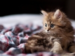 Fluffy Kitten