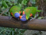 Parrot Couple