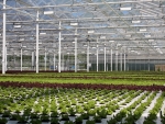 greenhouse of greens