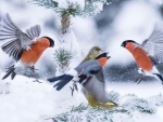 Winter Birds