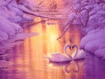 Swan Couple