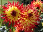 Lovely Dahlias