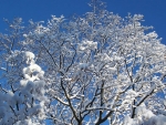 A Snowy Tree Day
