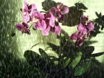Orchids Rain