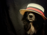 Funny Dog with Hat