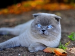 Scottish Fold Cat