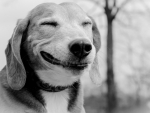 Smiling Dog