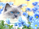 Gray Cat Between the Flowers