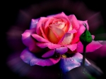 Pink Rose in Purple Blur