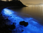 Bioluminescent Phytoplankton