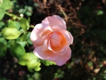 Light Pink Rose