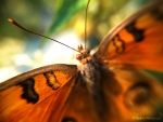 Orrange butterfly