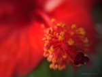 Red Hibiscus