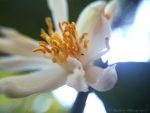 Lemon flower