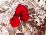 Red Hibiscus