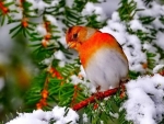 Winter Bird