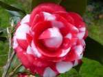 Lovely Camellia