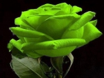 A Green Rose for  áƒ¦â¤áƒ¦ Angelika áƒ¦â¤áƒ¦