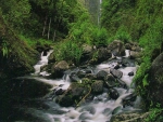 forest river in hawaii