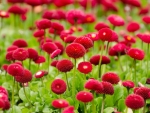 red flowers