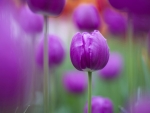 purple tulips