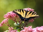 Butterfly on Flowers