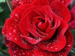 Drops on Red Rose