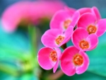 PINK FLOWER
