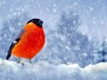 Bullfinch Standing in the Snowfall