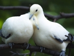 Cuddling Dove