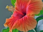 Lovely Hibiscus