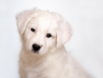 Sweet White Puppy