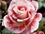 Lovely Rose