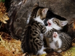 Kittens Playing