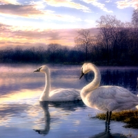 Swans on Lake