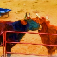 Lazy cows