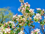 SPRING APPLE BLOOMING