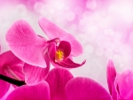PINK SPA ORCHID