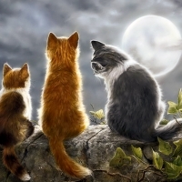Cats and Moonlight