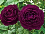 Purple Roses