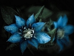 Blue Flowers