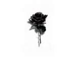 Dark Rose