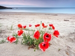 Poppies on the Beach